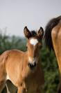 Foal selle français par Conte Bellini