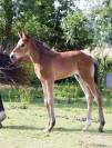 Foal selle français par Conte Bellini