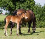Foal selle français par Conte Bellini