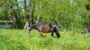Propriété Equestre