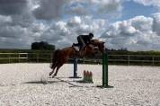 Jument SF - 8 ans - Andiamo de Semilly 