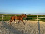 Jument SF - 8 ans - Andiamo de Semilly 