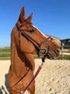 Jument SF - 8 ans - Andiamo de Semilly 