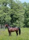 A louer Glam Star du Vassal