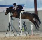 Gelding Belgian Riding Pony For sale 2015 Bay