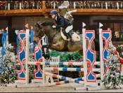 Gelding Belgian Riding Pony For sale 2015 Bay