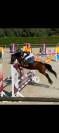 Gelding Belgian Riding Pony For sale 2015 Bay