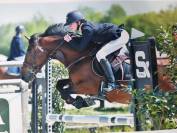 Gelding Belgian Riding Pony For sale 2015 Bay