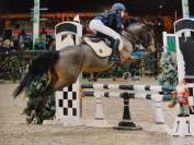 Gelding Belgian Riding Pony For sale 2015 Bay