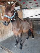 Gelding Belgian Riding Pony For sale 2015 Bay