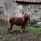 poney SHETLAND