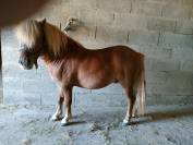 poney SHETLAND