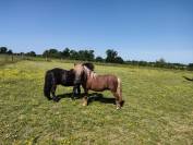 poney SHETLAND