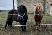 Hengst Shetland Te koop 2023 Zwart ,  VICKING COMMANDERIE