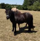 poney SHETLAND