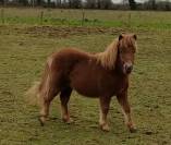 poney SHETLAND