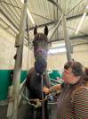 Recherche apprentissage BPREA equin 