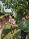 Recherche apprentissage BPREA equin 