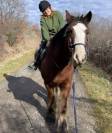 Recherche apprentissage BPREA equin 