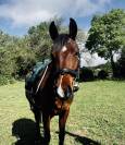 Poney d’avenir 