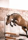 Poney d’avenir 