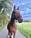 Cheval hongre