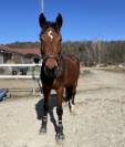 Cheval hongre