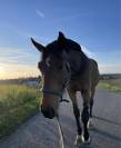 Cheval hongre
