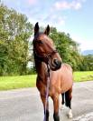 Cheval hongre