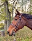 Cheval hongre