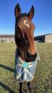Cheval hongre