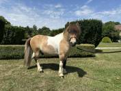 À vendre – Shetland hongre 6 ans 