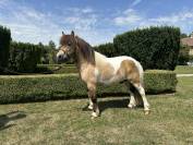 À vendre – Shetland hongre 6 ans 