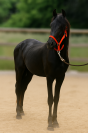Entier Arabo Frison A vendre 2023 Noir par Shayan.