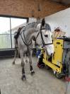 Magnar vdv z hongre gris 4ans