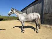 Magnar vdv z hongre gris 4ans