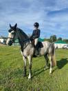 Magnar vdv z hongre gris 4ans