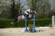 HONGRE GROS POTENTIEL CSO 