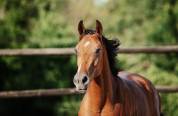 Poulain mâle Selle Français, 2 ans