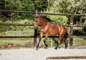 Poulain mâle Selle Français, 2 ans