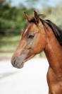 Poulain mâle Selle Français, 2 ans