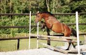 Poulain mâle Selle Français, 2 ans