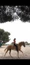 Jument 5 ans pratique 