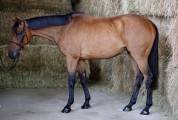 Hongre 4 ans loisirs / sport 