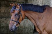Hongre 4 ans loisirs / sport 