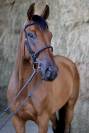 Hongre 4 ans loisirs / sport 