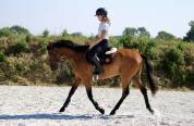 Hongre 4 ans loisirs / sport 
