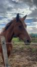 Joli SF 4 ans