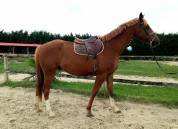 Joli SF 4 ans