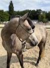 Ponette 4 ans a exploiter 